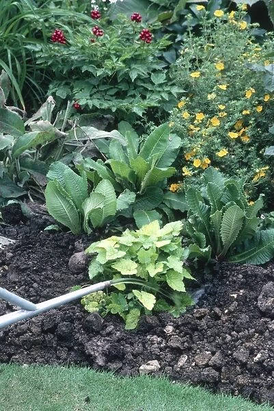 Watering a freshly planted perennial with watering can
