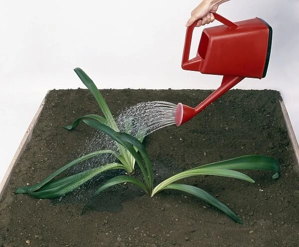 Watering the leaves of a bulb flower with a watering can