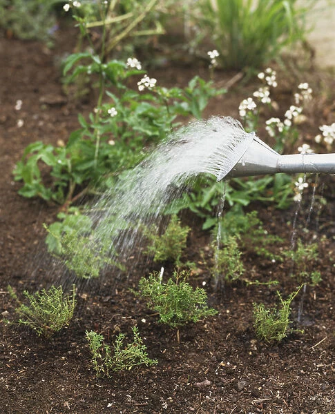 Watering small thyme plants, using a watering can