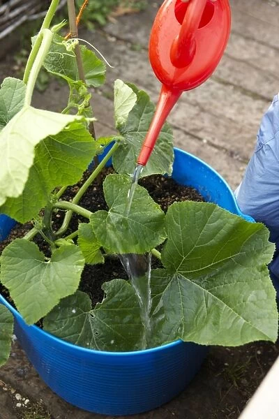 Watering sunflower plant with red plastic watering can