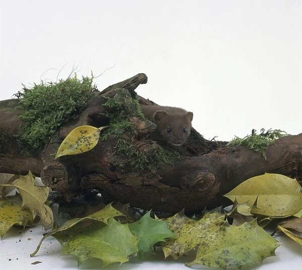 Least weasel (Mustela nivalis) peeking out of moss-covered log