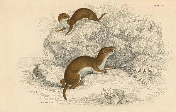 Weasel (Putorius nivalis  /  Mustela vulgaris) the smallest European carnivore. Often