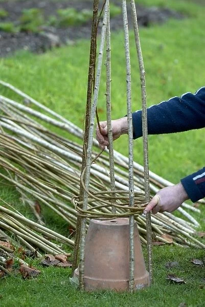 Weaving willow around hazel rods to create a willow wigwam