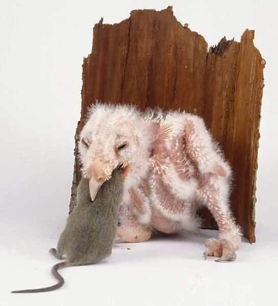 Two week old barn owl chick trying to swallow a mouse