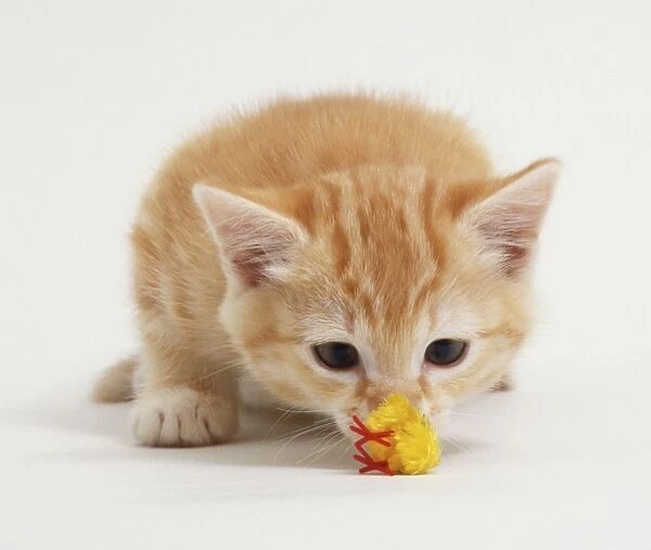 Ten week old ginger kitten (felis silvestris), crouching on floor, sniffing at fluffy yellow toy chick, front view