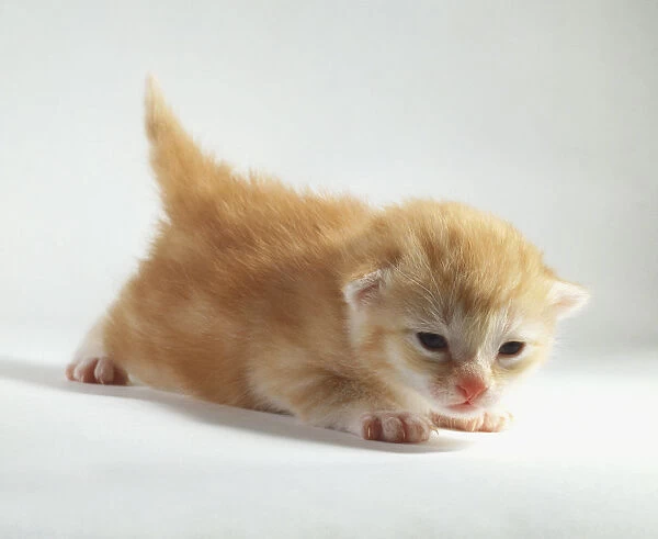 Two week old ginger kitten sniffing the floor