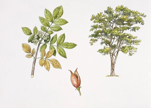 Weinmannia rutenbergii plant with flower, leaf and fruit, illustration