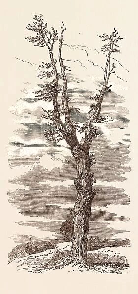 THE WELLINGTON TREE ON THE FIELD OF WATERLOO. Battle of Waterloo, a battle fought near Waterloo