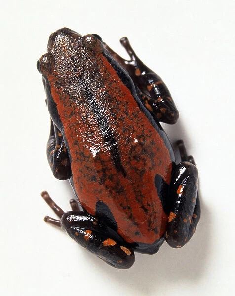 West African fire frog (Phrynomerus sp. ), overhead view