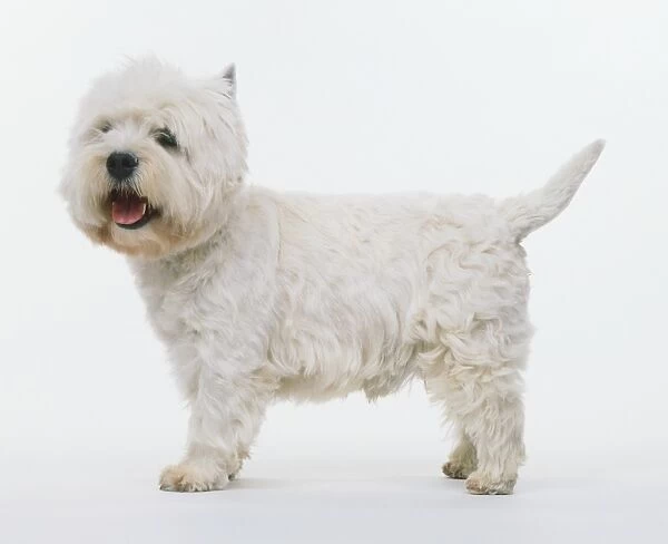 West Highland White Terrier (Canis familiaris) standing