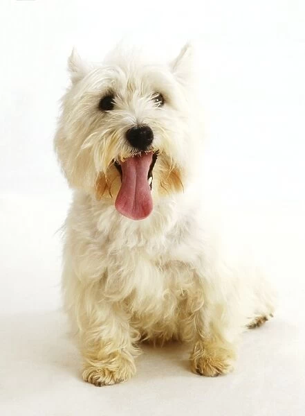 West Highland White Terrier (Canis familiaris) sitting with its tongue hanging out, front view