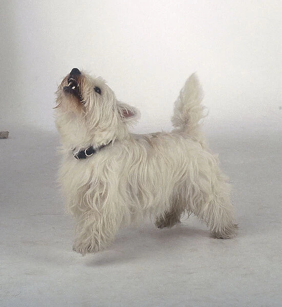 A West Highland White Terrier with long white fur barks while sticking its nose in the air