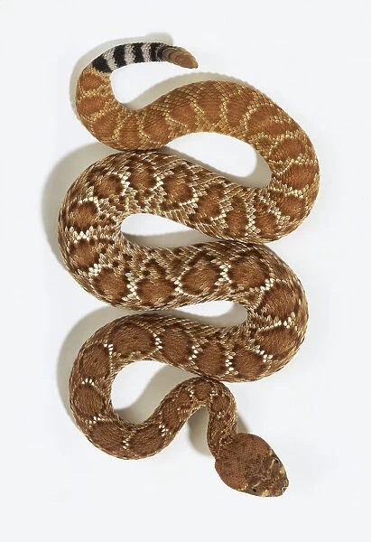 Western Diamondback Rattlesnake (Crotalus atrox) slithering, view from above
