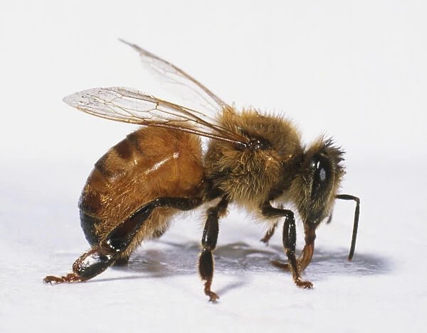 Western Honeybee (Apis mellifera), worker bee, side view