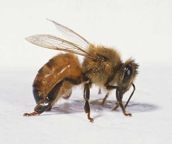 Western Honeybee, Apis mellifera, a worker bee