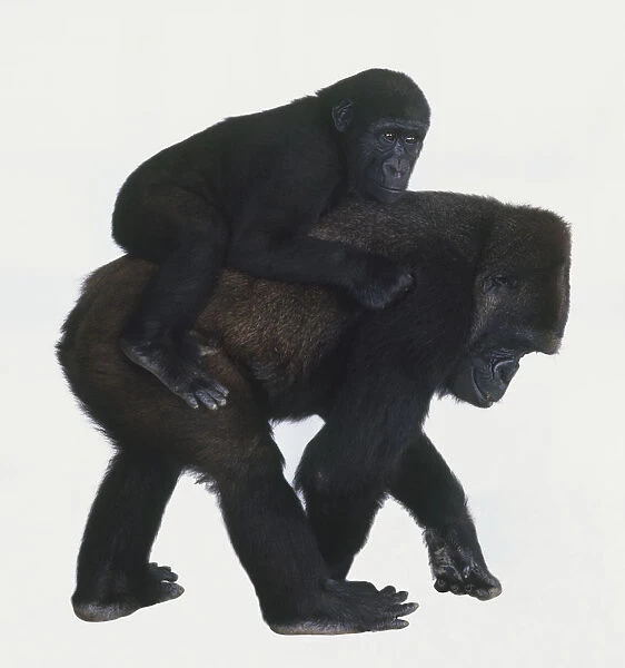 Western Lowland Gorilla (Gorilla gorilla gorilla) on all fours with youngster riding on back, side view