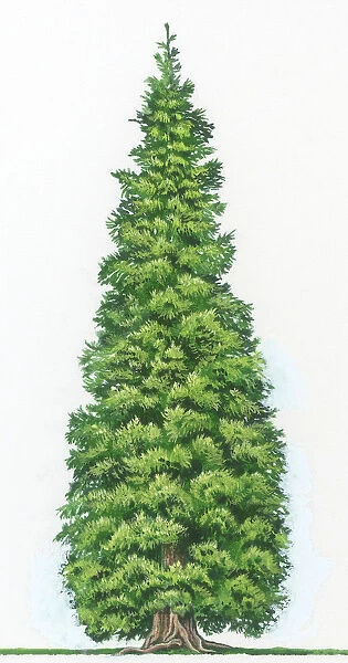 A Western redcedar tree (Thuja plicata) which is native to the moors and mountains of Japan