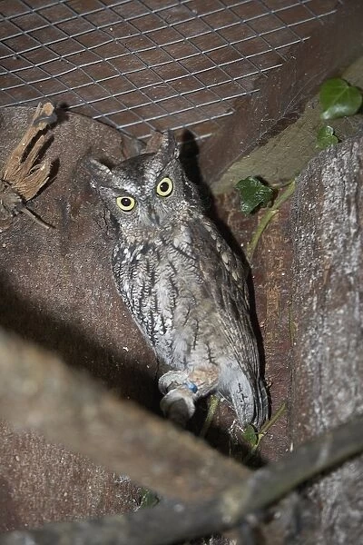 Western screech owl (Otus kennicottii) in captivity