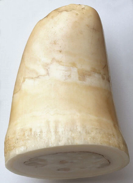 Part of Whale Tooth