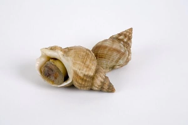 Two whelks, close-up