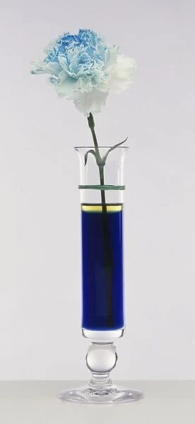 White carnation in vase containing blue liquid, with flower head turned partly blue