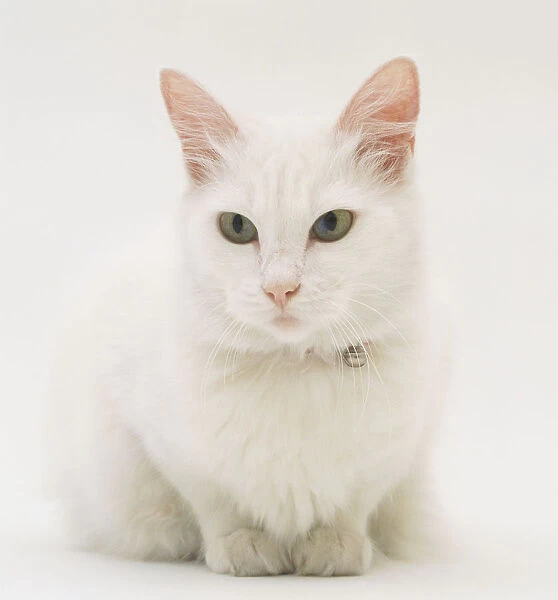 A white cat is often associated to deafness