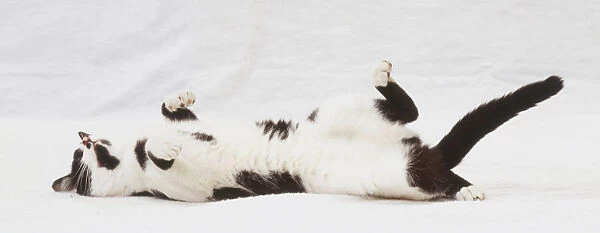 White Cat with black spots (Felis catus) lying on its back, side view