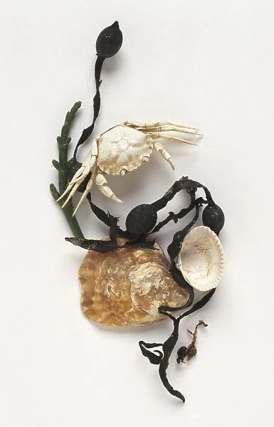 White crab with shells and seaweed