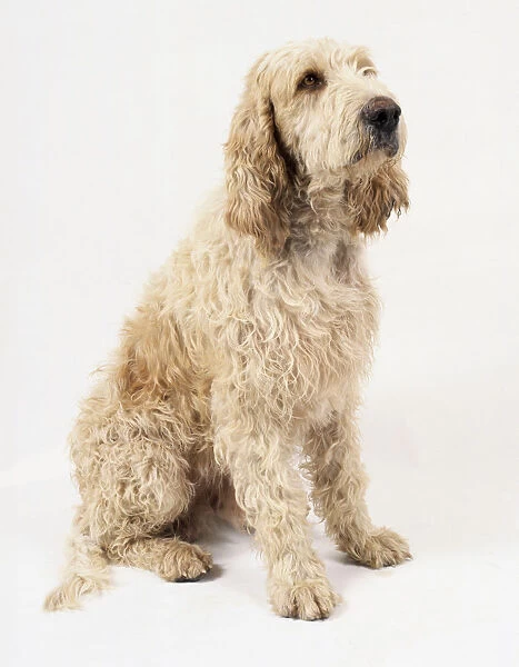A white or cream curly-haired Grand Griffon Vendeen, sitting on its haunches