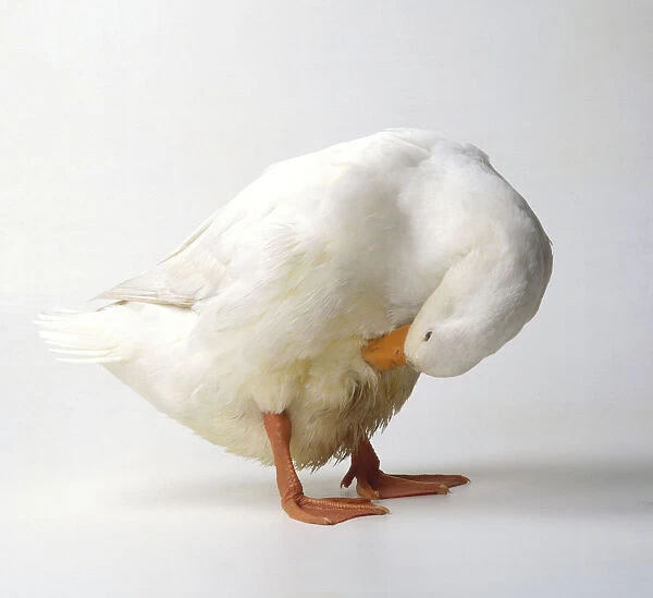 White Duck (Anatidae) with its head tucked under cleaning itself, side view
