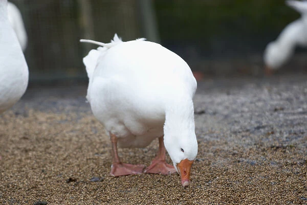 White Embden goose feeding off ground