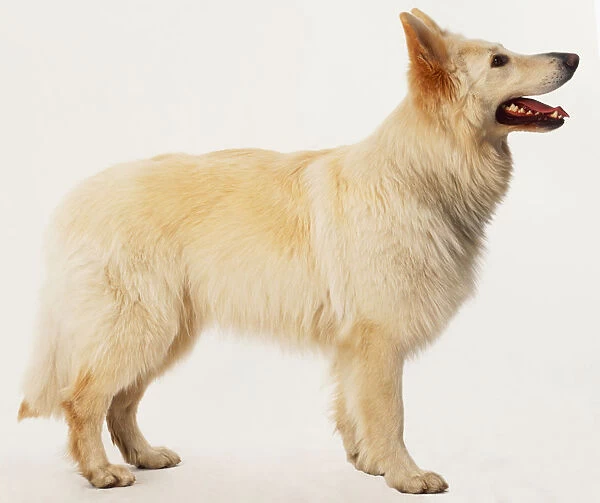 White German Shepherd Dog (Canis familiaris), standing, side view