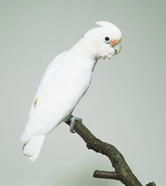 White Goffins Cockatoo (Cacatuinae)