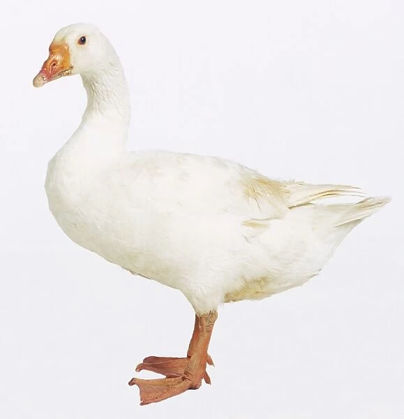 White goose (Anseriformes) standing, side view