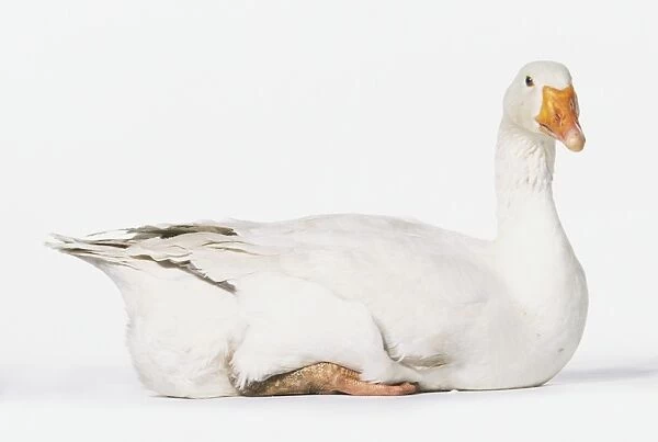 A white goose with orange beak