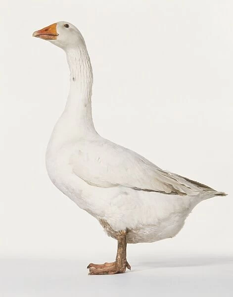 White goose standing in profile, head slightly raised