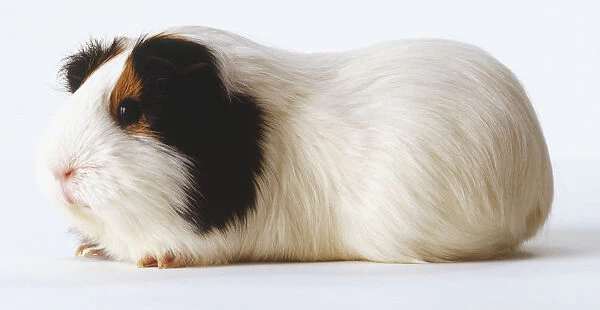 White Guinea Pig With Black Ears And Light Brown Markings Around The Eyes
