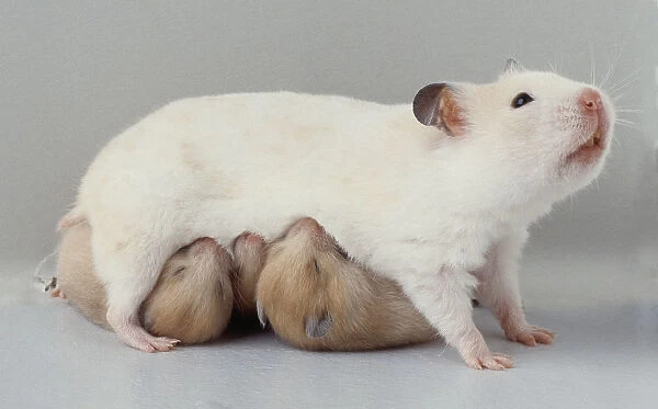 White hamster suckling two newborn hamsters