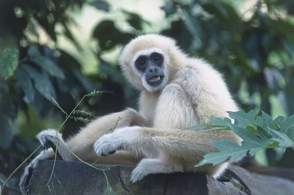White-handed gibbon (Hylobates lar), seated, looking at camera