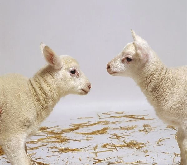 Two white lambs face to face with straw in background