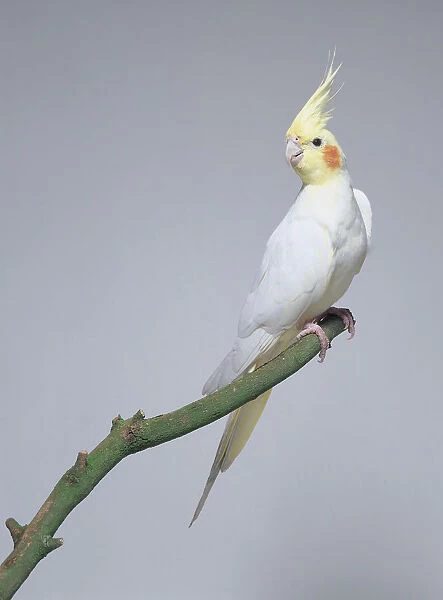 White lutino cockatiel - side view