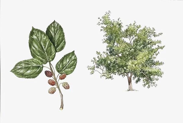 White Mulberry (Morus alba) plant with flower, leaf and fruit, illustration