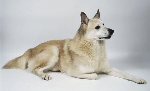 A white Norwegian buhund dog lies on the floor with its right paw tucked under itself, dark eyes shining and its pointed ears pricked up
