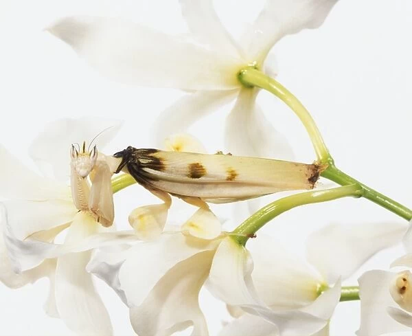 White orchid petals, female Orchid Mantis insect camouflaged amongst them, pale wings, petal-like flaps on legs, large compound eyes, extra large front legs for gripping flower stems and holding tightly onto prey