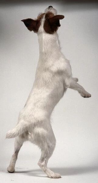 A white Parson Jack Russell terrier with a brown head and ears balances on its hind legs, back view only