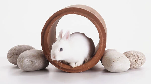 White Rabbit (Oryctolagus cuniculus) sitting inside terracotta pipe, side view
