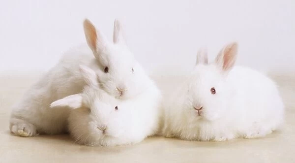 Three White Rabbits (Oryctolagus cuniculus), one of them leaning its head on anothers back, front view