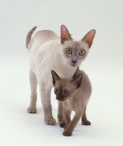 A white short-haired Domestic Cat (Felis catus) with a grey-brown kitten, front view