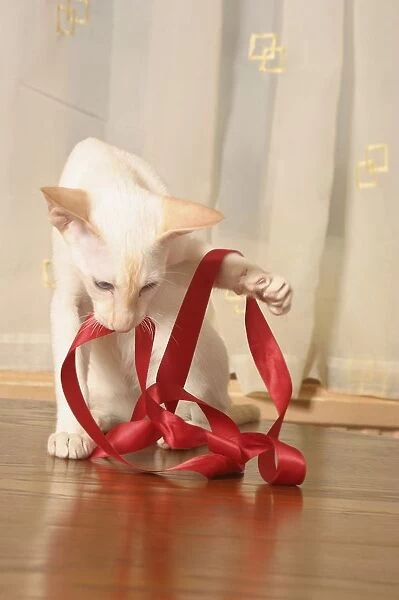 White Siamese cat playing with a red ribbon