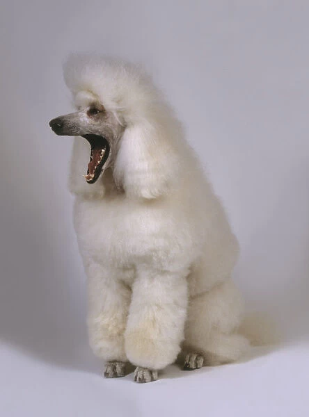 White Standard Poodle yawning, side view